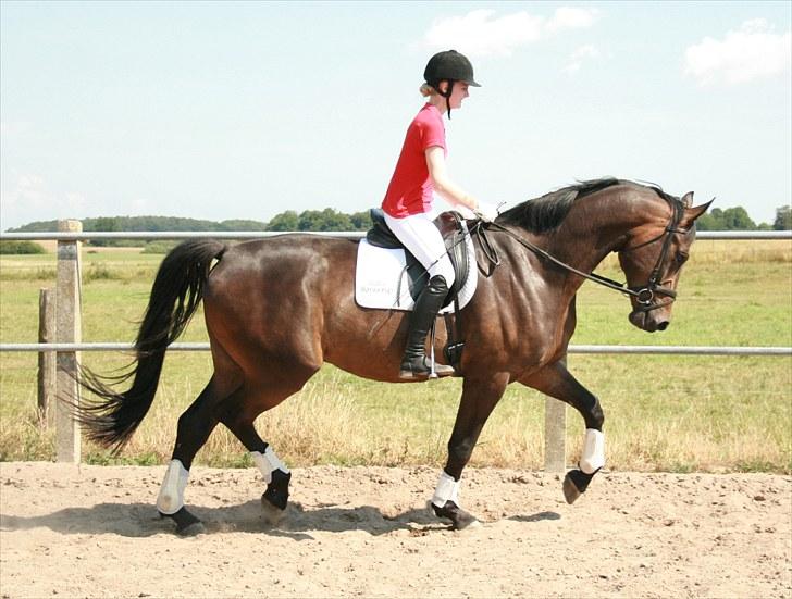 Dansk Varmblod Hønnerups Evolution billede 15