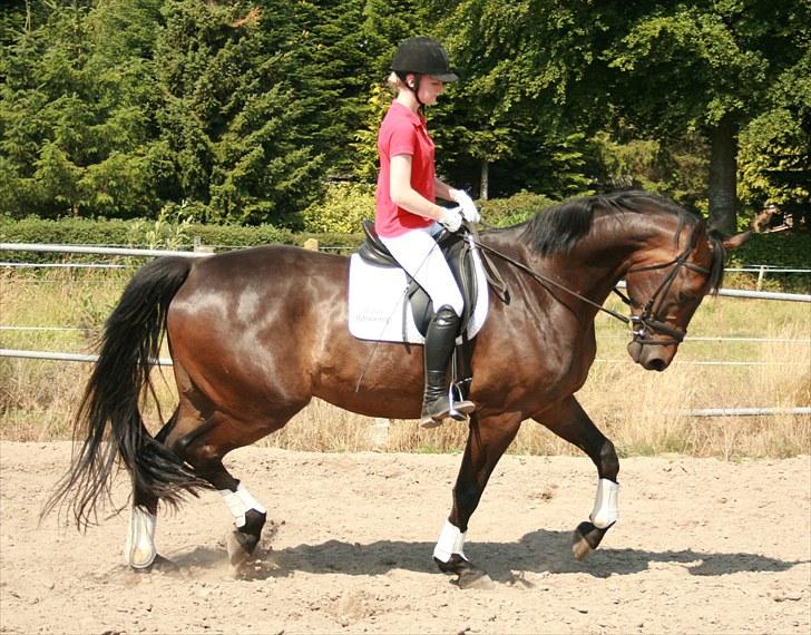 Dansk Varmblod Hønnerups Evolution billede 2