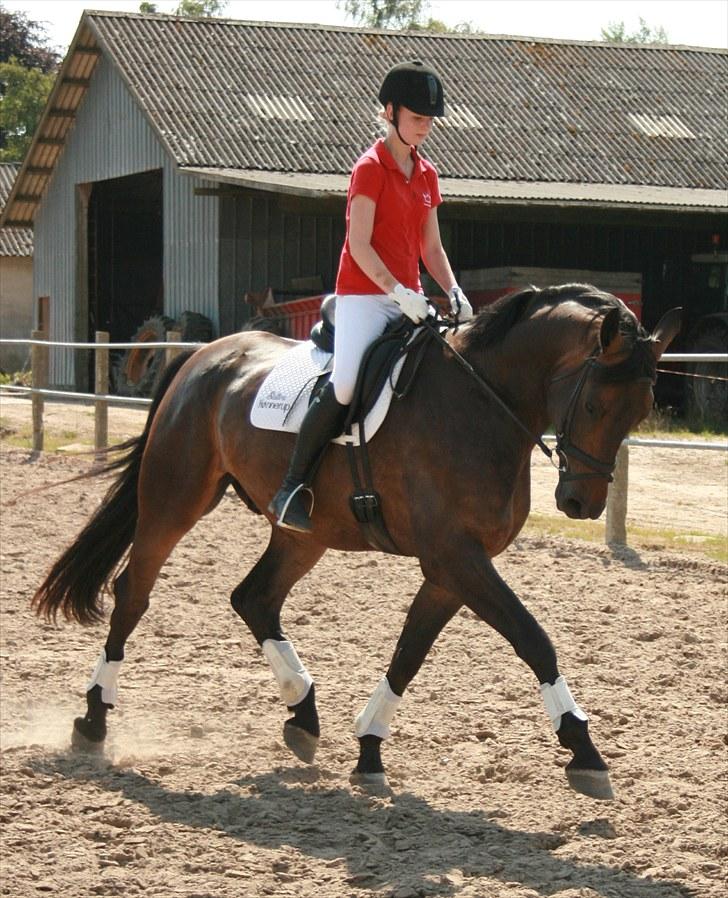 Dansk Varmblod Hønnerups Evolution billede 3