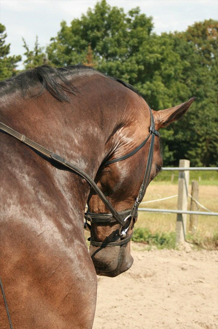 Dansk Varmblod Hønnerups Evolution - yndlings billede! billede 4