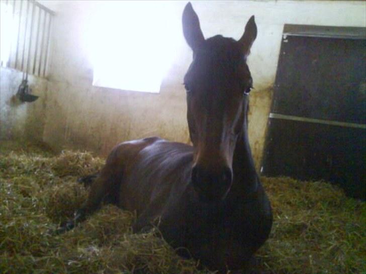 Dansk Varmblod Hønnerups Evolution billede 5