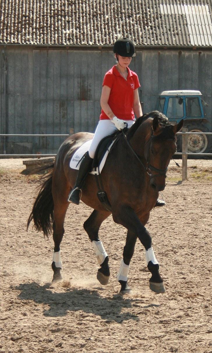 Dansk Varmblod Hønnerups Evolution billede 6