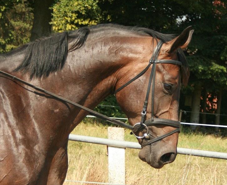 Dansk Varmblod Hønnerups Evolution billede 7