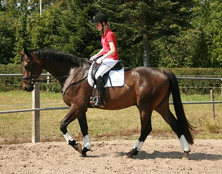 Dansk Varmblod Hønnerups Evolution billede 8