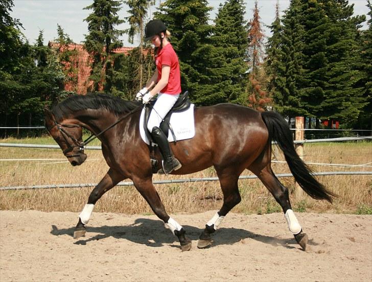 Dansk Varmblod Hønnerups Evolution billede 9