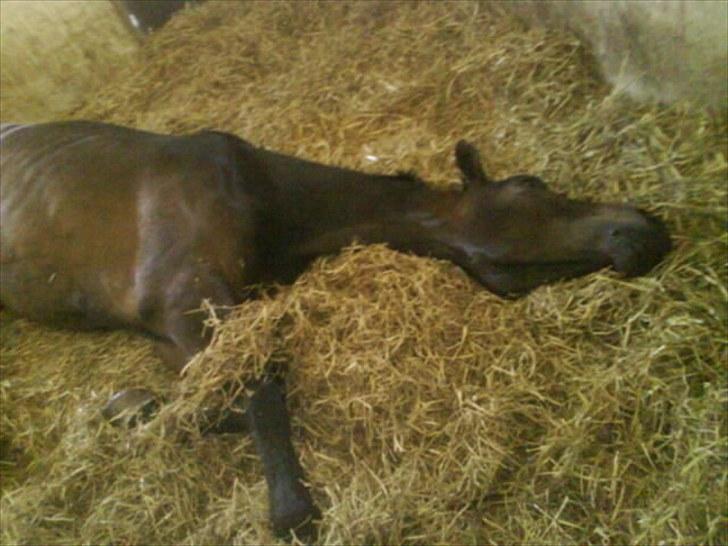 Dansk Varmblod Hønnerups Evolution - Den lille dreng var blevet træt.. :D billede 10