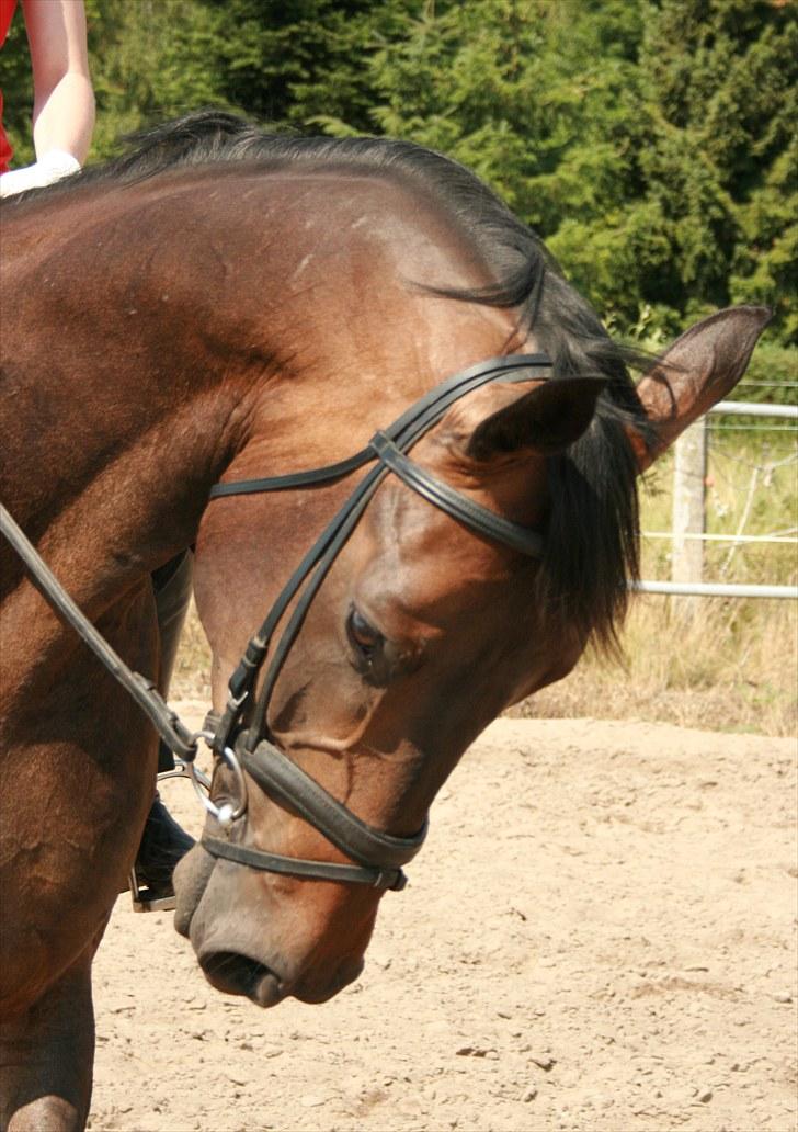 Dansk Varmblod Hønnerups Evolution billede 11
