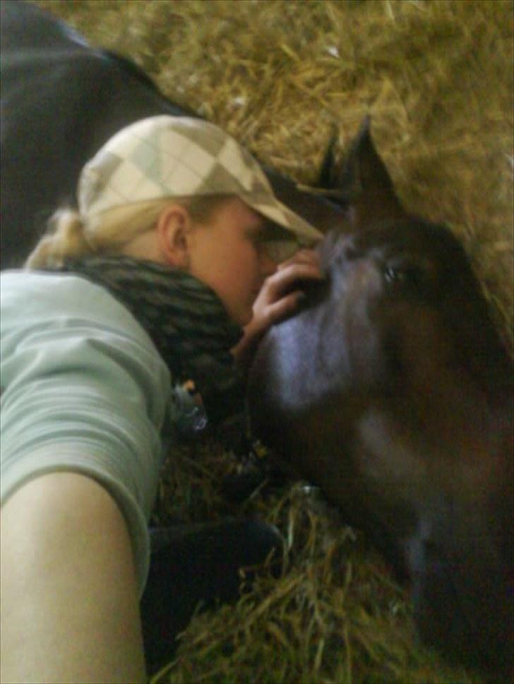 Dansk Varmblod Hønnerups Evolution - Elsker ham <3 billede 12