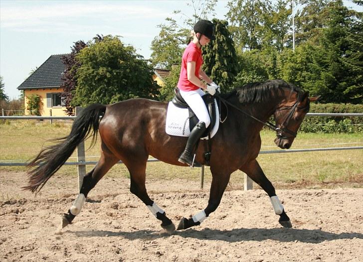 Dansk Varmblod Hønnerups Evolution billede 13