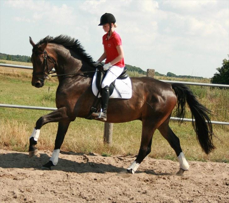 Dansk Varmblod Hønnerups Evolution - Han har en meget stor galop, derfor sidder jeg foroverbøjet. billede 14