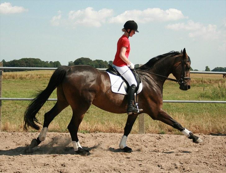 Dansk Varmblod Hønnerups Evolution - Evo´s Karatespark!!! billede 16