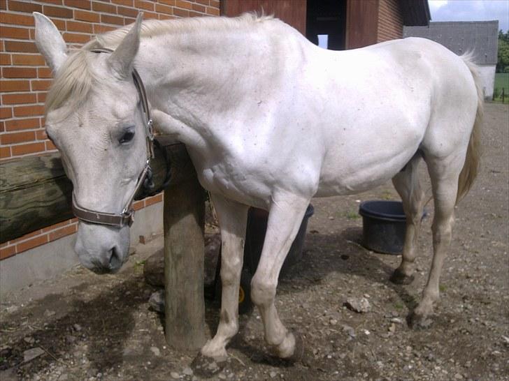 Shagya Araber (SH) Faisal - Juni 2010 Så blev det vaske hest dag... billede 10