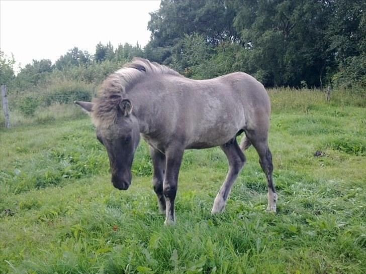 Islænder Loðinn fra Matras - Velkommen til min profil :-) NYT NYT NYT billede 1