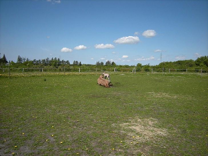 Islænder Loðinn fra Matras - Her er jeg kun lige blevet født (lørdag d. 29/5 2010) billede 2