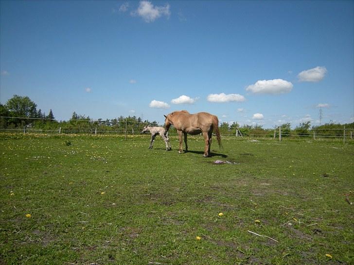 Islænder Loðinn fra Matras - Det kan være svært at stå op... hihi billede 3