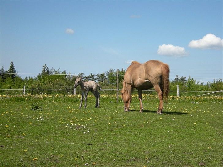 Islænder Loðinn fra Matras billede 4