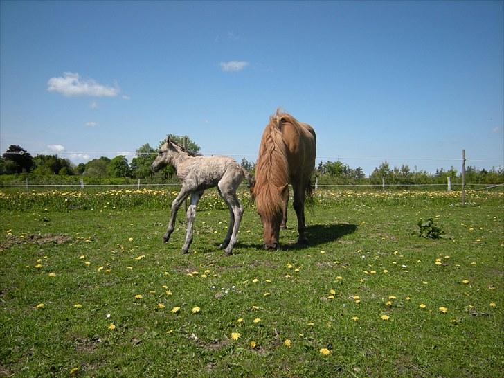 Islænder Loðinn fra Matras billede 5