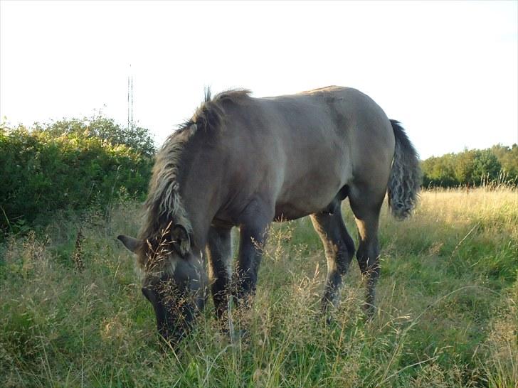 Islænder Loðinn fra Matras - NYT: Så blev "lille" Lóði musegrå. hehe så fin og kæmpe stor. billede 6