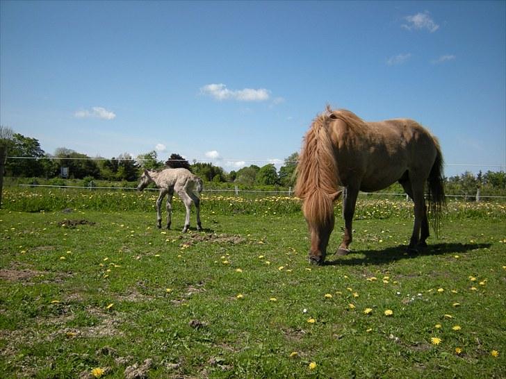 Islænder Loðinn fra Matras billede 7