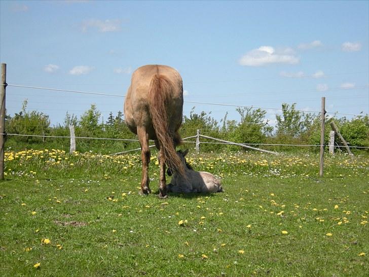 Islænder Loðinn fra Matras billede 8