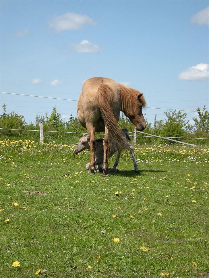 Islænder Loðinn fra Matras billede 9