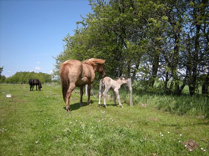 Islænder Loðinn fra Matras billede 10