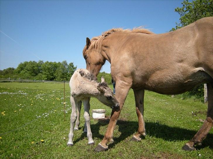 Islænder Loðinn fra Matras billede 11