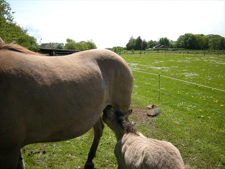 Islænder Loðinn fra Matras - Ah det er dejligt med lidt mælk, jeg fandt hurtigt ud af hvor det var. :-) billede 12