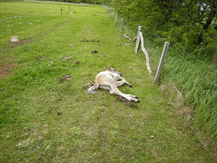 Islænder Loðinn fra Matras - zzzzZZZzzz billede 13