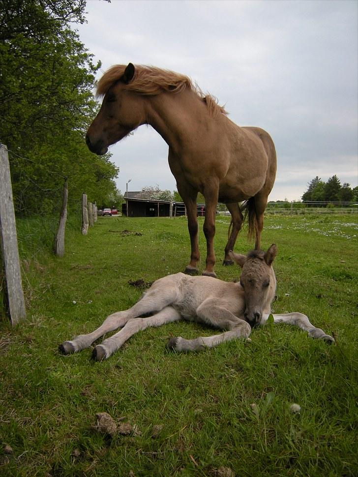 Islænder Loðinn fra Matras billede 14