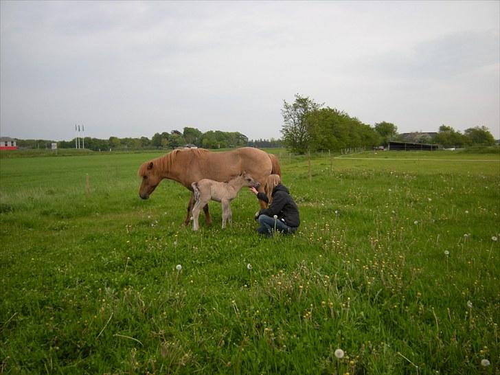 Islænder Loðinn fra Matras billede 15