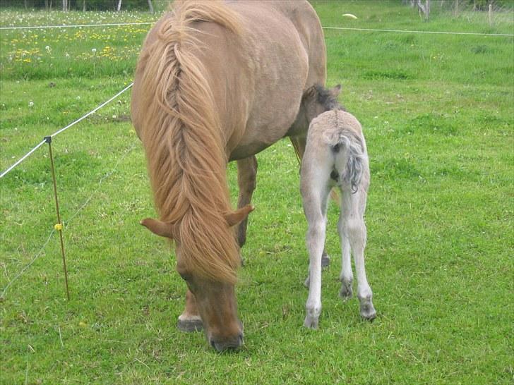 Islænder Loðinn fra Matras billede 16
