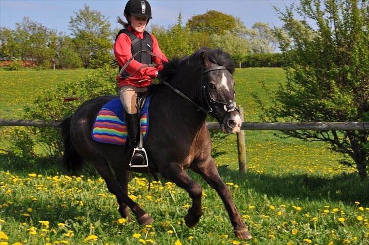 Anden særlig race Max <3 - I LOVE YOU PONY!<3 :-D billede 17