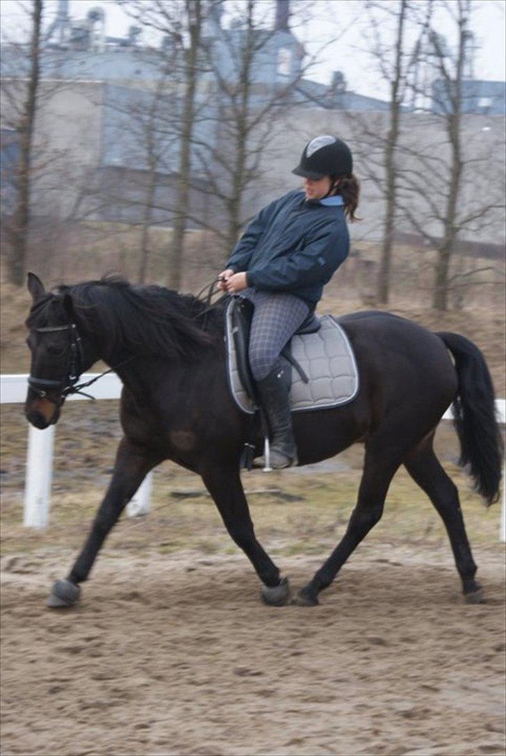 Anden særlig race Mondi billede 16