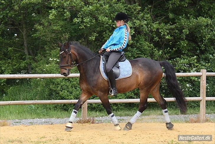 Anden særlig race Idom Aadahl's Max  - Dressur træning ! :-) billede 7