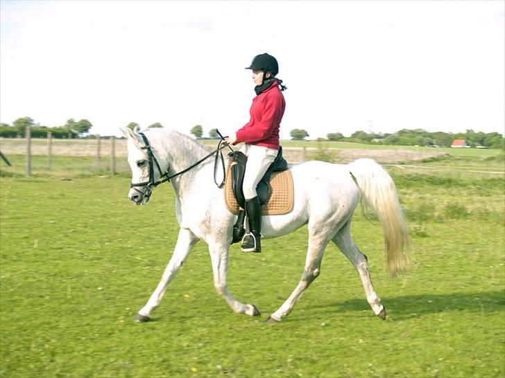 Arabisk fuldblod (OX) Warina - billedet er taget af Laust strange 29/05 2010 billede 1