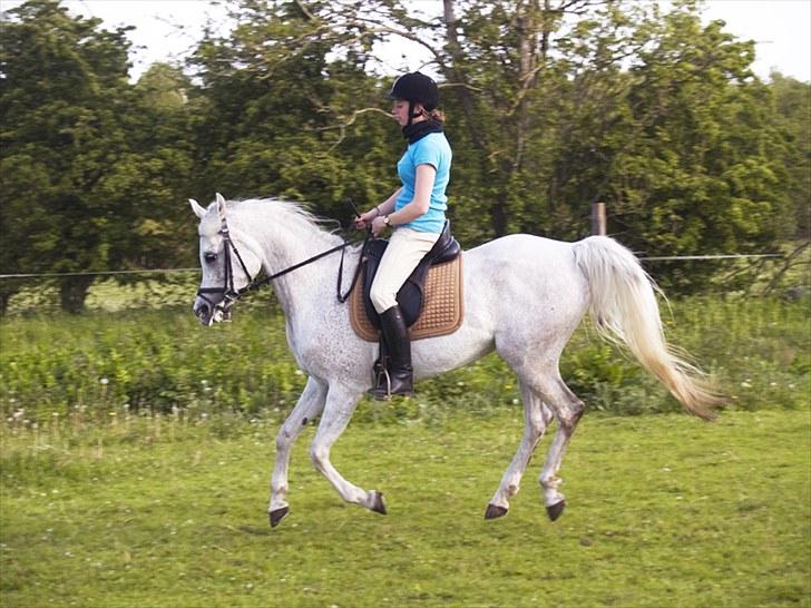 Arabisk fuldblod (OX) Warina - billedet er taget af Laust strange 29/05 2010  billede 2