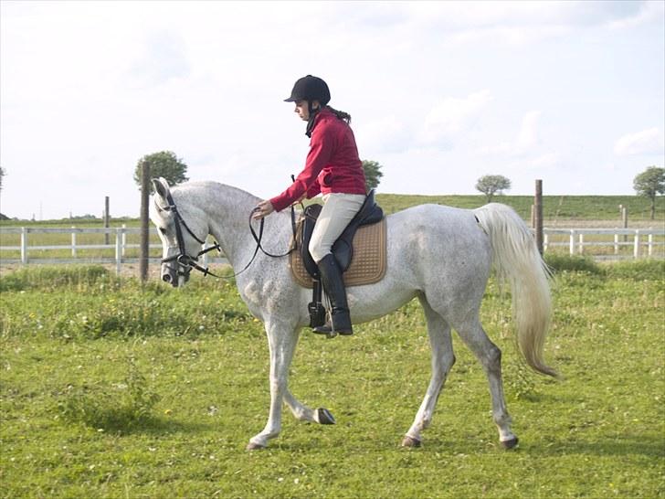 Arabisk fuldblod (OX) Warina - billedet er taget af Laust strange 29/05 2010  billede 3