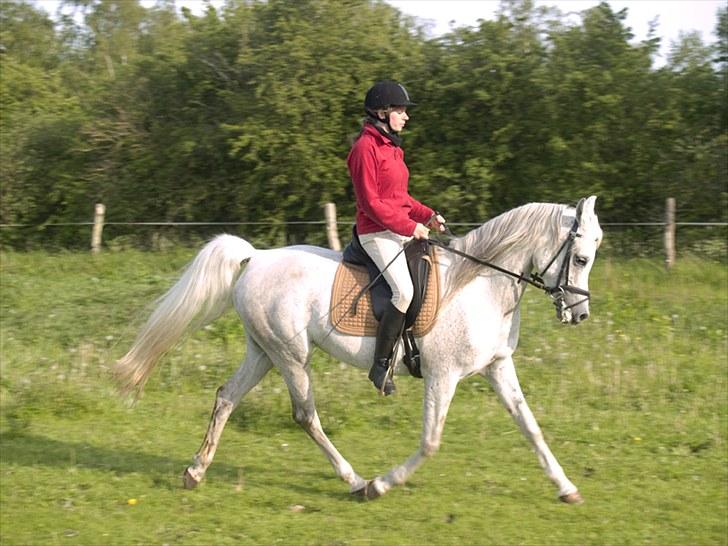 Arabisk fuldblod (OX) Warina - billedet er taget af Laust strange 29/05 2010  billede 4