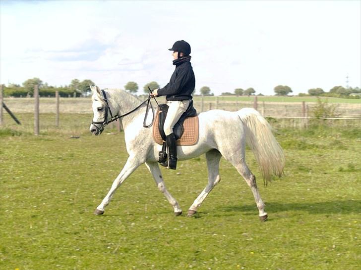 Arabisk fuldblod (OX) Warina - billedet er taget af Laust strange 29/05 2010  billede 5