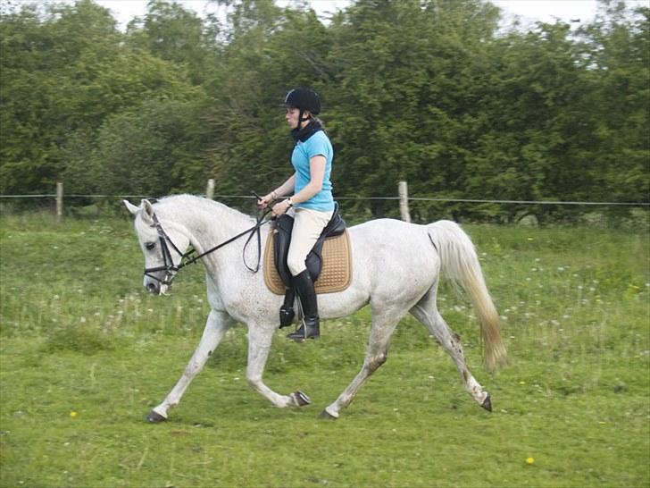 Arabisk fuldblod (OX) Warina - billedet er taget af Laust strange 29/05 2010  billede 6