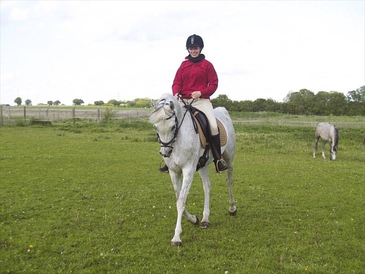 Arabisk fuldblod (OX) Warina - billedet er taget af Laust strange 29/05 2010  billede 8