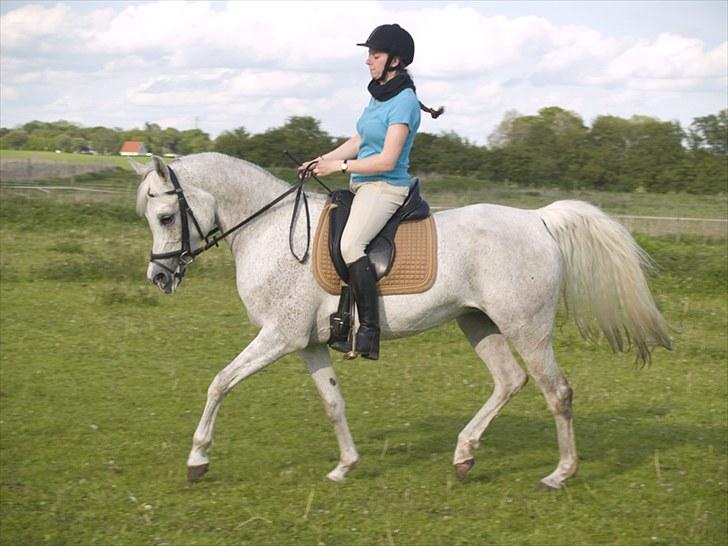 Arabisk fuldblod (OX) Warina - billedet er taget af Laust strange 29/05 2010  billede 9