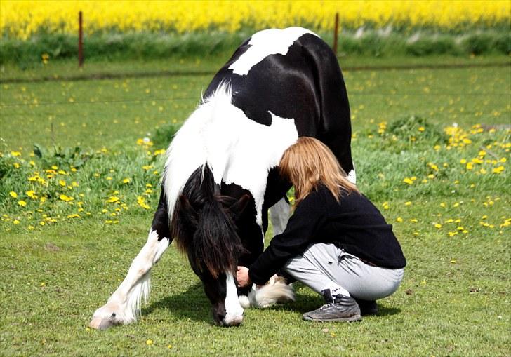 Irish Cob | Rain |  - maj 2010 billede 17