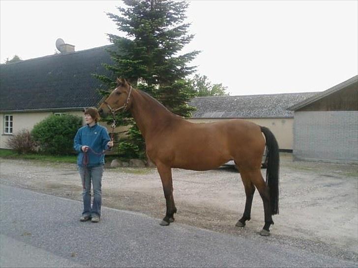 Dansk Varmblod Zamantha Engel RDH billede 3