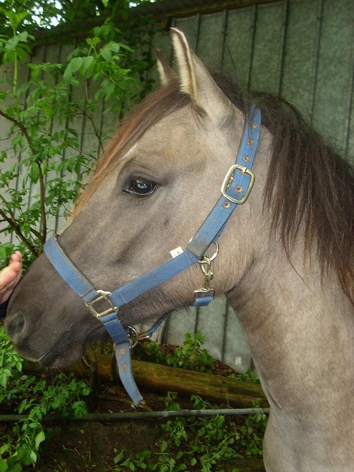 Anden særlig race Skovbjerggaards Astucia - Velkommen til Astucias profil (; billede 1