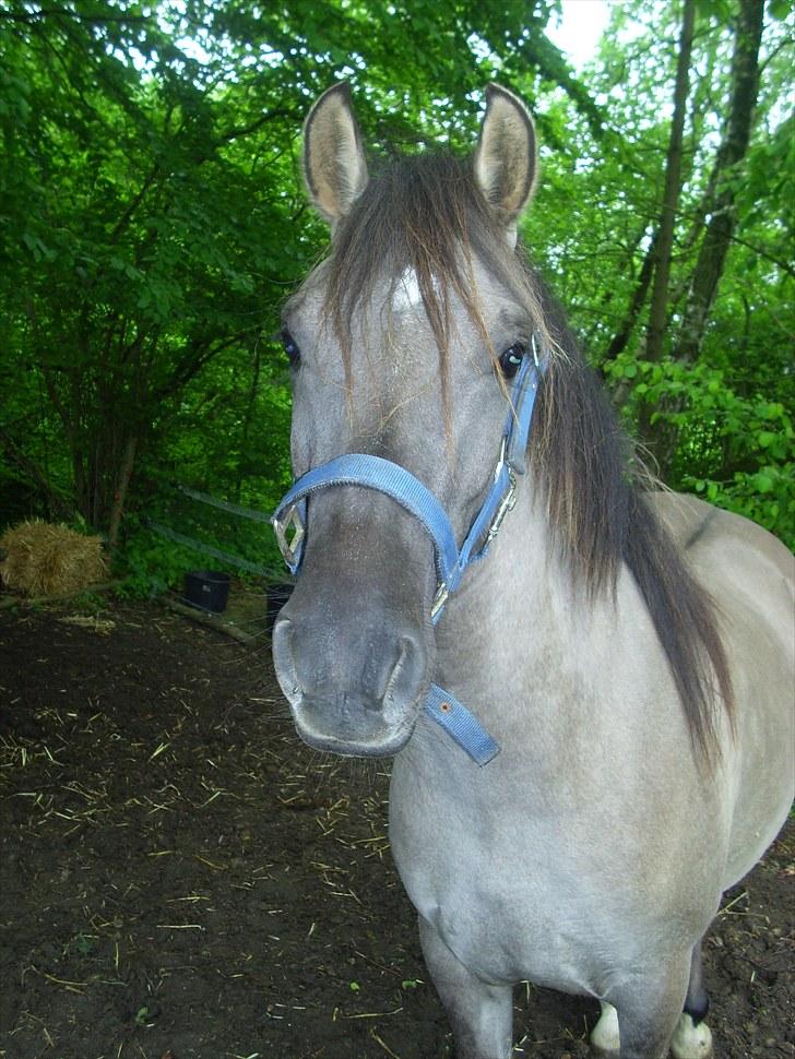 Anden særlig race Skovbjerggaards Astucia - Én eller to dage efter vi fik hende hjem til os (: billede 2