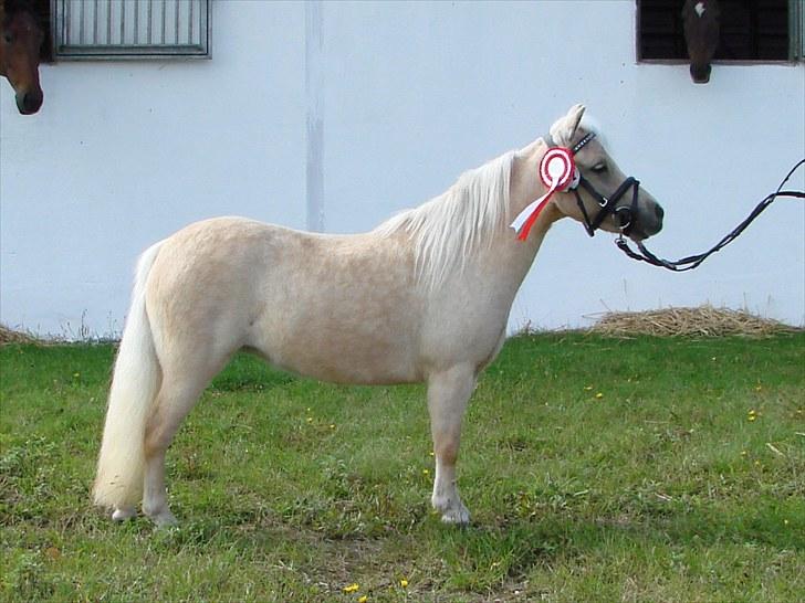 Palomino BW's Creme Unique - Til kåring ved PSA d. 29 august 2010. Kåret som fløj med 8 i helhed og dagens bedste palominohoppe billede 1