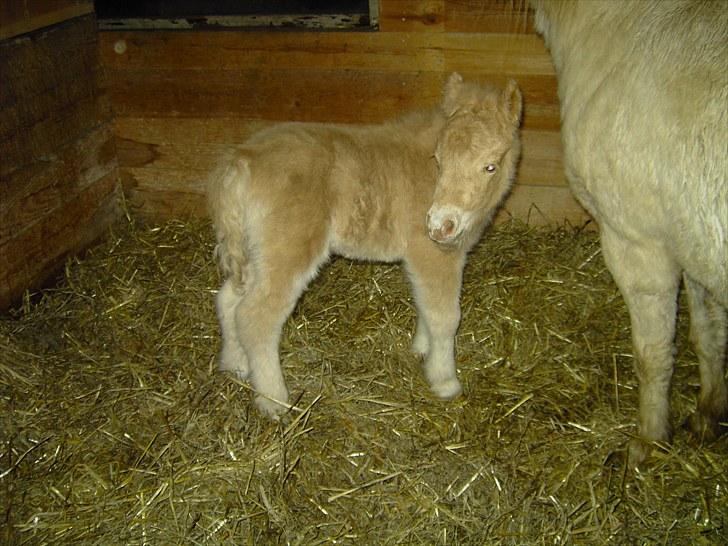 Palomino BW's Creme Unique billede 4