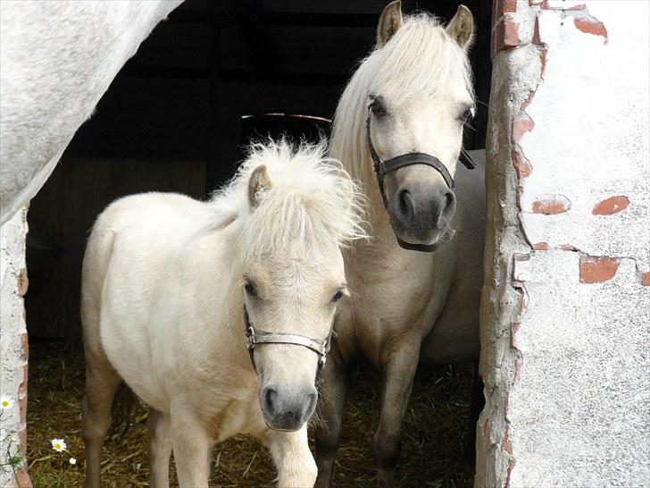 Palomino BW's Creme Unique billede 6